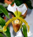 The Beautiful paphiopedilum