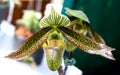 The Beautiful paphiopedilum