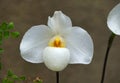 Beautiful Paphiopedilum `Armeni White` orchid