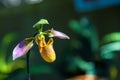 Beautiful Paphiopedilum Callosum orchid flower or lady slipper orchid at tropical flower natural fresh for wallpaper and