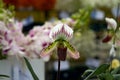 Beautiful Paphiopedilum Callosum orchid plant