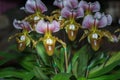 Beautiful Paphiopedilum orchid flowers blooming
