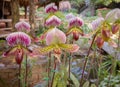 Beautiful paphiopedilum orchid flowers in garden.