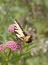 Eastern Tiger Swallowtail Butterfly on Pink Milkweed in Soft Focus Garden