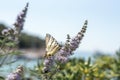 Beautiful Papilio Machaon butterfly on Vitex agnus-castus flower, closeup. Selective focus Royalty Free Stock Photo