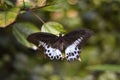 Beautiful Papilio polymnestor butterfly perched on a tree branch in a tranquil forest setting Royalty Free Stock Photo