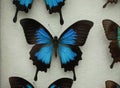 Beautiful Papilio ulysses telegonus butterfly on background