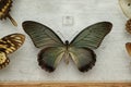 Beautiful Papilio zalmoxis butterfly on background Royalty Free Stock Photo