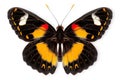 Beautiful Papillo Sp butterfly isolated on a white background with clipping path Royalty Free Stock Photo