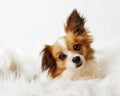 Beautiful Papillon Chihuahua Dog on white fur isolated Royalty Free Stock Photo