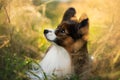 Beautiful papillon dog lying in the field in fall. Continental toy spaniel outdoors. Close-up