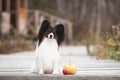 Beautiful papillon dog with pumpkin and apples sitting on the wooden bridge. Continental toy spaniel outdoors