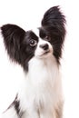 Beautiful papillon dog sitting on isolated white Royalty Free Stock Photo