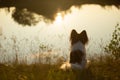 Beautiful papillon dog sitting on the river bank at sunset. Continental toy spaniel outdoors