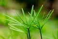 papyrus plant in the garden