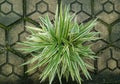 Paris lily ornamental plant with conblock background