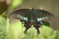 Beautiful Paris Peacock butterfly