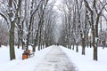 Beautiful park alley with bench and trees in winter sunny day Royalty Free Stock Photo