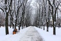 Beautiful park alley with bench and trees in winter sunny day Royalty Free Stock Photo