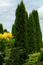 Beautiful park and botanical garden. Tall thuja trees in the courtyard of a country cottage in the summer Royalty Free Stock Photo