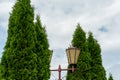 Beautiful park and botanical garden. Tall thuja trees in the courtyard of a country cottage in the summer Royalty Free Stock Photo