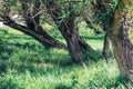 Beautiful park green trees Royalty Free Stock Photo