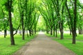 Beautiful park with many green trees Royalty Free Stock Photo