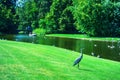 Beautiful park with a pond, ducks and beautiful nature. Copenhagen. Denmark.