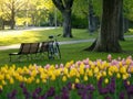 Beautiful park in spring Royalty Free Stock Photo