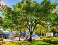 Beautiful tree in the park of Vancouver city BC. Selective focus street photo mobile photo