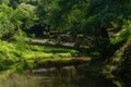 Beautiful park in Tsikhisdziri resort, nature, Adjara