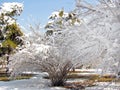 Park view with honeysuckle trees and pine trees covered by snow in sunshine in Beijing, China Royalty Free Stock Photo