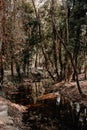 Beautiful park for walks in the forest in a national park in Croatia with a calm river surrounded by beautiful trees