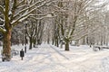 Beautiful park in winter