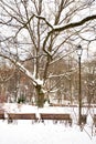 Beautiful park in winter after snowfall with trees, old street lamps and benches covered by snow Royalty Free Stock Photo