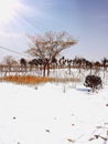 Beautiful park winter sunny snow scene Royalty Free Stock Photo