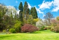 Beautiful parktrees in spring blossoming Royalty Free Stock Photo