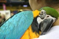 Beautiful Parrot. Royalty Free Stock Photo