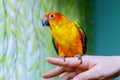 Parrot scratching his beak with his Claws Royalty Free Stock Photo