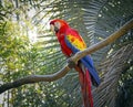 Beautiful Parrot