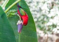 Beautiful parrot eating the banana's flower