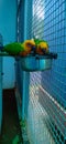 Beautiful parrot eating food together green yellow combination