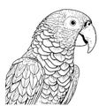 Beautiful parrot face hand drawn sketch Bird Vector Illustration Royalty Free Stock Photo