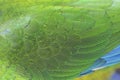Beautiful Parrot Feathers Royalty Free Stock Photo