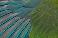 Beautiful parrot feathers background, Nature background and texture Royalty Free Stock Photo