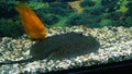 Beautiful parrot fish and stingray motoro swim in the aquarium