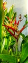 Beautiful Parrot flower or Heliconia Psittacorum blooming in the garden. Royalty Free Stock Photo