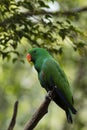 Beautiful parrot green bird