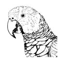 Beautiful parrot head hand drawn sketch Bird Vector Illustration Royalty Free Stock Photo