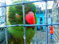 Beautiful parrot image front of my house